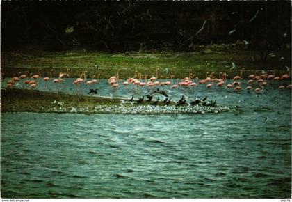 CPM AK Birdwatchers Paradise BONAIRE (750235)