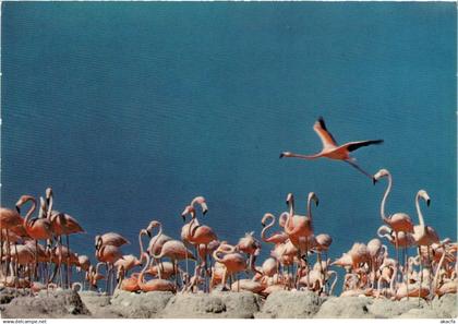 CPM Flamingo's at their nests One egg per nest BONAIRE (750234)