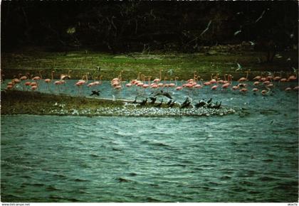 CPM Birdwatchers Paradise BONAIRE (750235)