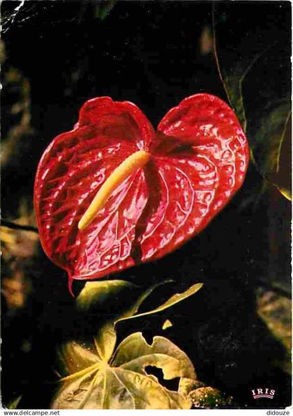 Antilles - Fleurs des Antilles - Anthurium - CPM - Voir Scans Recto-Verso