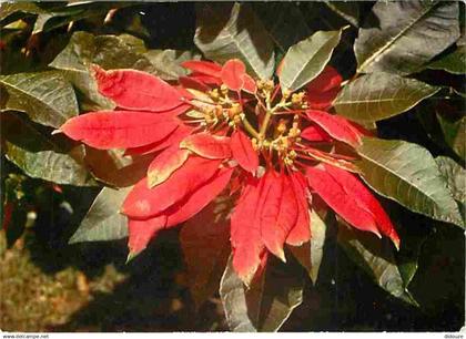 Antilles - Fleurs des Antilles - Poinsettia Pulcherima - CPM - Voir Scans Recto-Verso