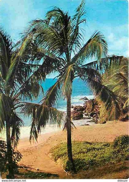 Antilles - Plage sauvage aux Antilles - CPM - Voir Scans Recto-Verso