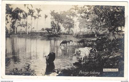 CUBA -60- Cuban Landscape - Paisaje cubano - BOEUFS - CHEVAUX -ed.Viena Obis P O 75