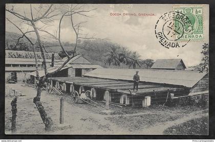 CPA Grenade Cocoa Drying, Grenada