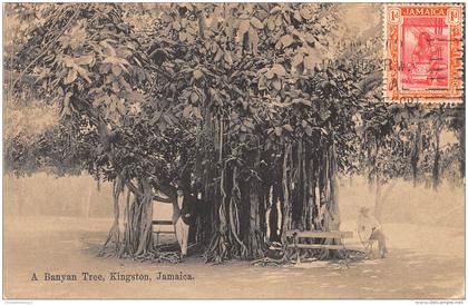 JAMAIQUE / A banyan Tree - Kingston