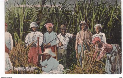 JAMAIQUE(TYPE) ARBRE(CANNE A SUCRE)