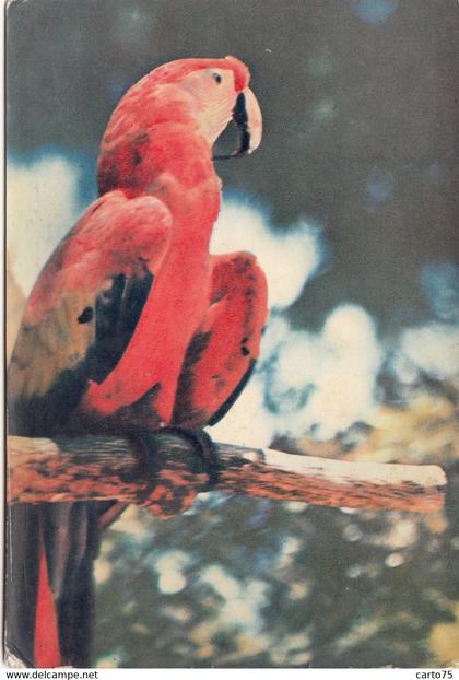 Antilles - British West Indies - Virgin Islands - Parrot - Publicité médecine Plasmarine - Postmarked 1956