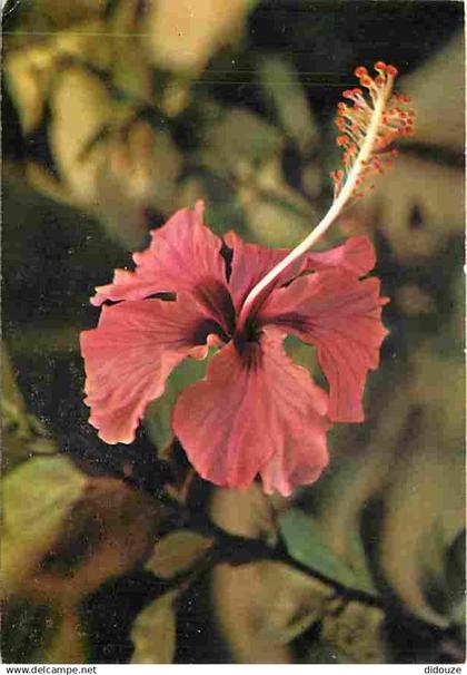 Antilles - Fleurs des Antilles - Hibiscus - CPM - Voir Scans Recto-Verso