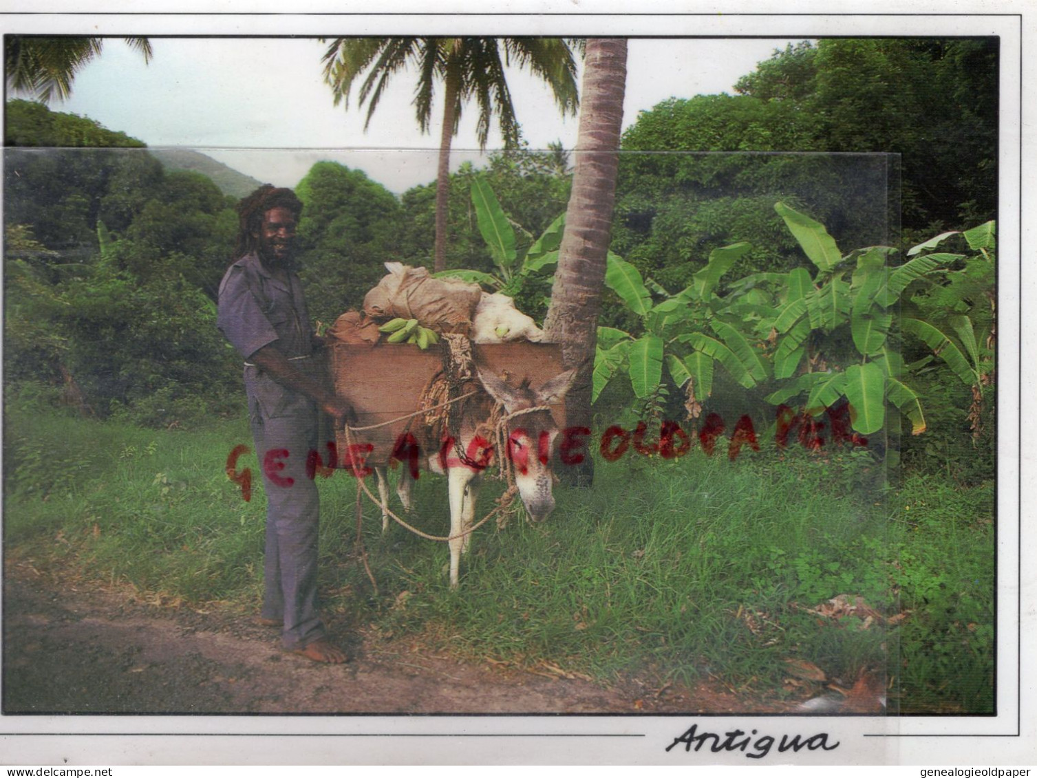 ANTILLES -ANTIGUA ET BARBUDA- HE WORKS IN THE GARDEN-PLANTATIONS OF BREADFRUIT BANANA AND MANGO TREES-DICK SCOONES