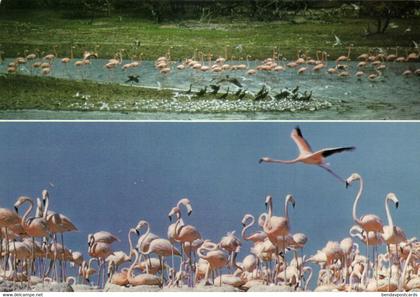 bonaire, N.A., Bird Watcher's Paradise Flamingo's at their Nest (1980s) Postcard