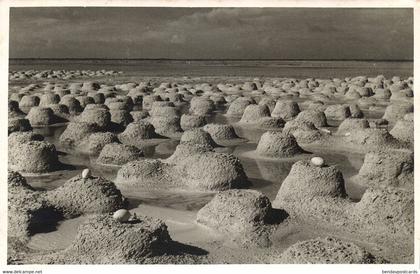 bonaire, N.A., Flamingo Nests with Eggs (1950s) Foto Mayer RPPC Postcard