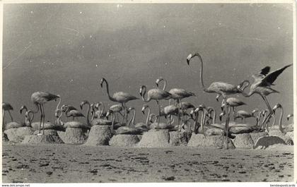 bonaire, N.A., Flamingo Nests with Flamingos (1953) Foto Mayer RPPC Postcard