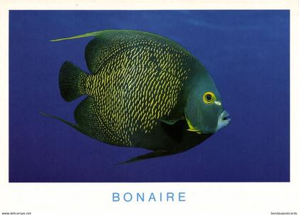 bonaire, N.A., French Angelfish at Alice in Wonderland (1990s) Postcard