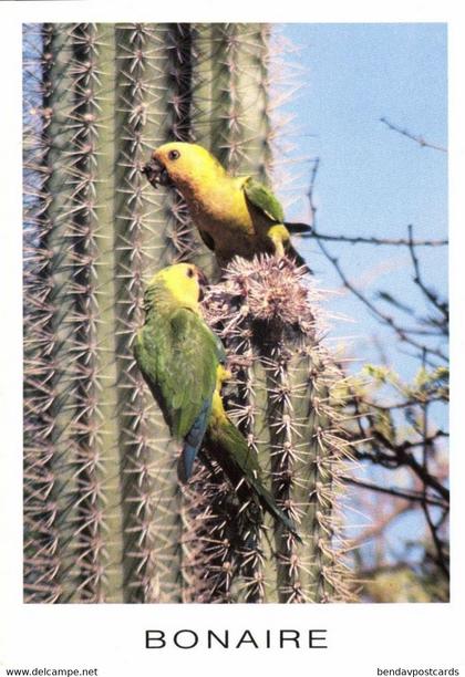 bonaire, N.A., Parakeet eating the Fruit of Cactus (1990s) Postcard