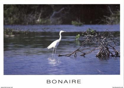 bonaire, N.A., Reddish Egret, White Morph in Mangroves of Lacbay (1990) Postcard