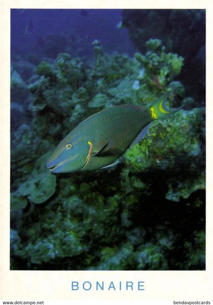 bonaire, N.A., Stoplight Parrotfish at Angel City (1990s) Postcard