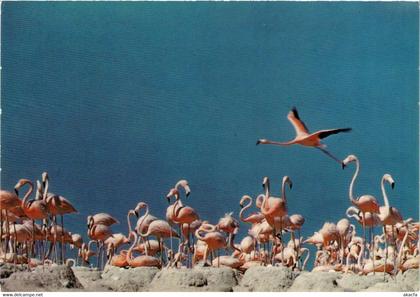 CPM AK Flamingo's at their nests One egg per nest BONAIRE (750234)