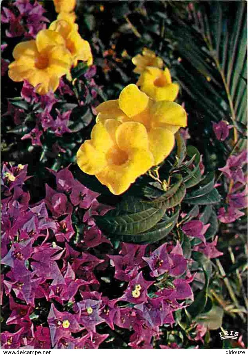 Antilles - Fleurs des Antilles - Alamanda et Bougainvillier - CPM - Voir Scans Recto-Verso