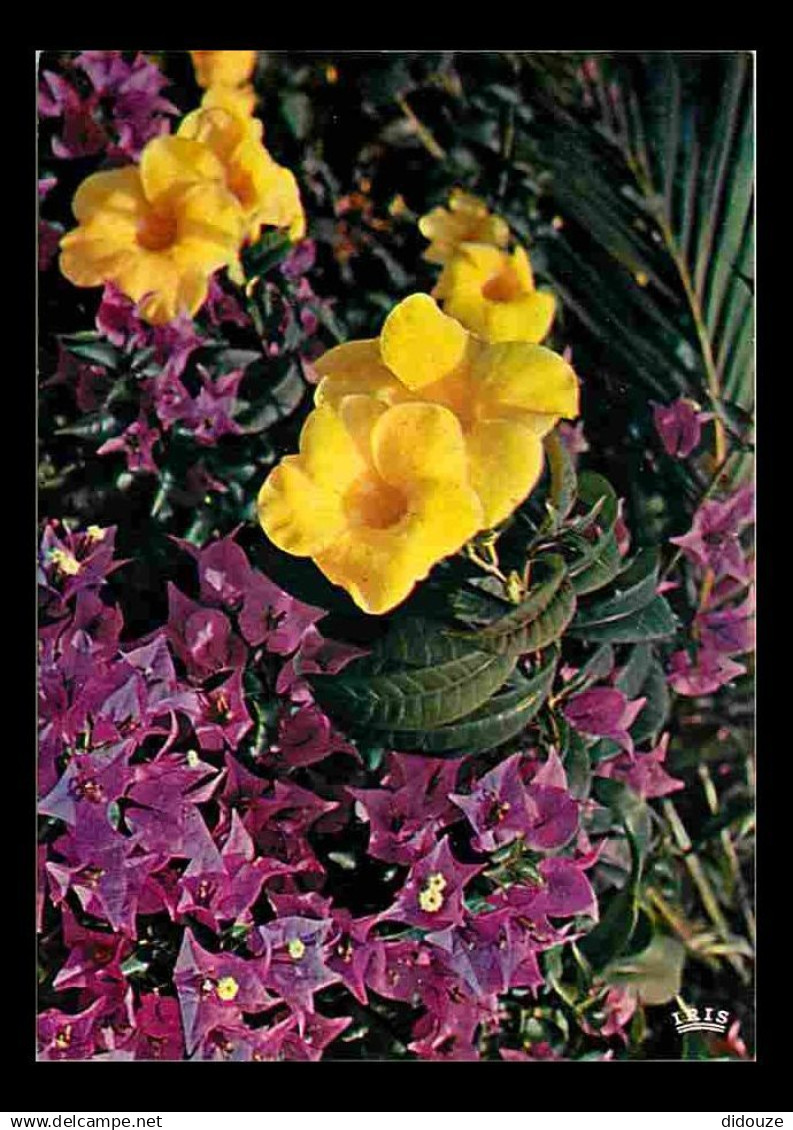 Antilles - Fleurs des Antilles - Alamanda et Bougainvillier - CPM - Voir Scans Recto-Verso