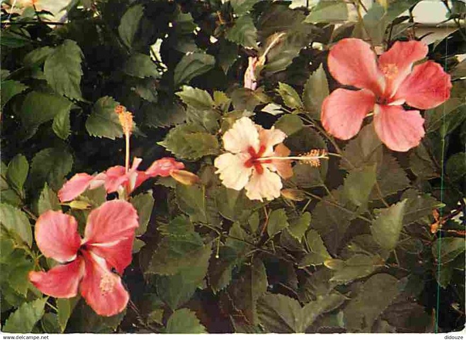 Antilles - Fleurs des Antilles - Hibiscus - CPM - Voir Scans Recto-Verso