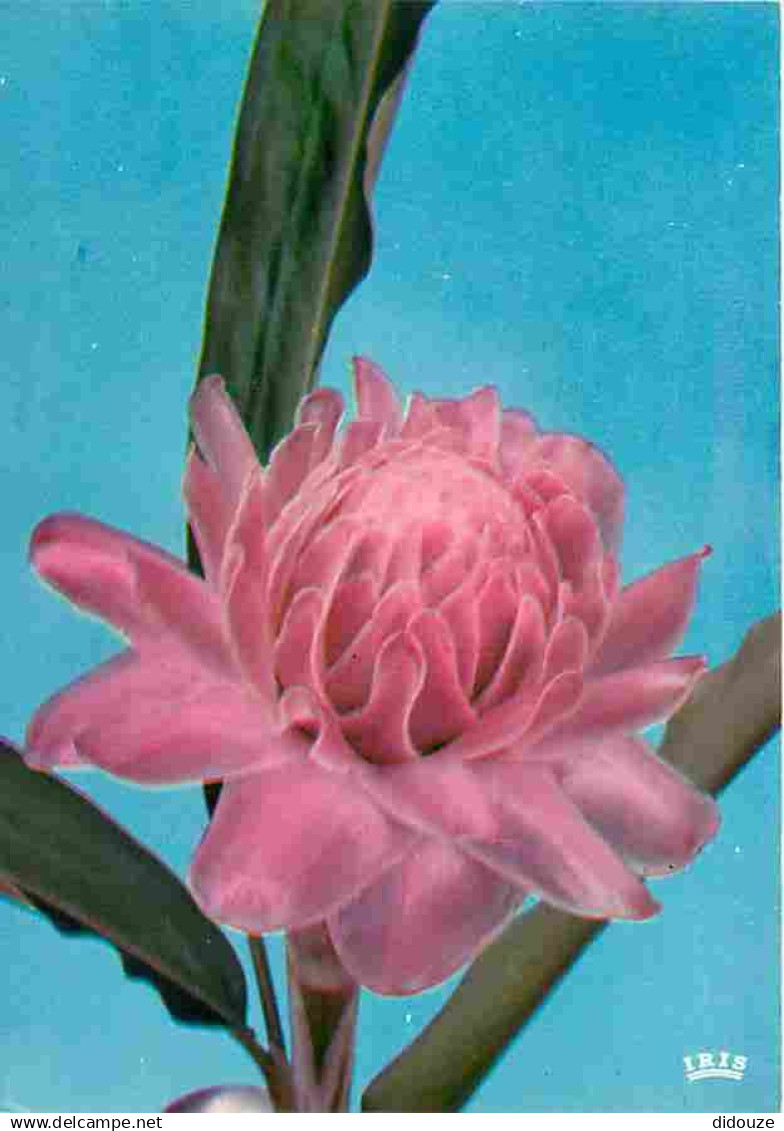 Antilles - Fleurs des Antilles - Rose Porcelaine - CPM - Voir Scans Recto-Verso