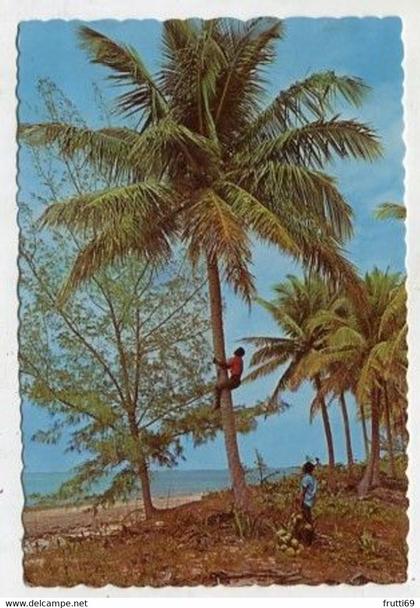 AK 013963 ANTIGUA & BARBUDA - The Tropical Caribbean - climbing for coconuts