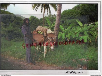 ANTILLES -ANTIGUA ET BARBUDA- HE WORKS IN THE GARDEN-PLANTATIONS OF BREADFRUIT BANANA AND MANGO TREES-DICK SCOONES