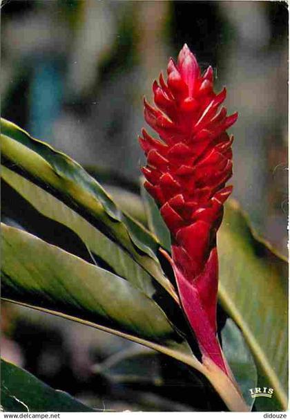 Antilles - Fleurs des Antilles - Alpinia - CPM - Voir Scans Recto-Verso