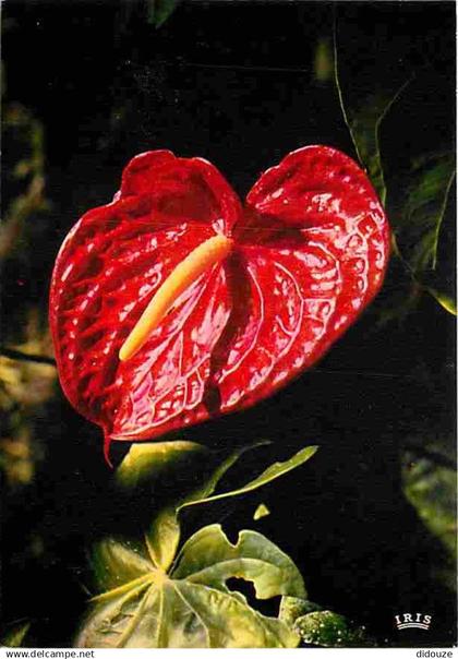 Antilles - Fleurs des Antilles - Anthurium - Carte Neuve - CPM - Voir Scans Recto-Verso