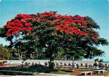 Antilles - Fleurs des Antilles - Flamboyant - CPM - Voir Scans Recto-Verso