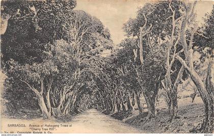 ANTILLES - BARBADES - BARBADOS - AVENUE OF MAHOGANY TREES AT "CHERRY TREE HILL"