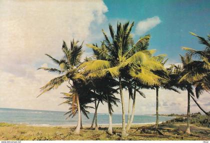 REPUBLIQUE DOMINICAINE(CABARETE) ARBRE