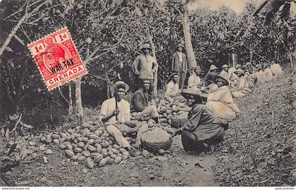 Grenada - Opening cocoa pods - Publ. Ernest Slinger & Co.