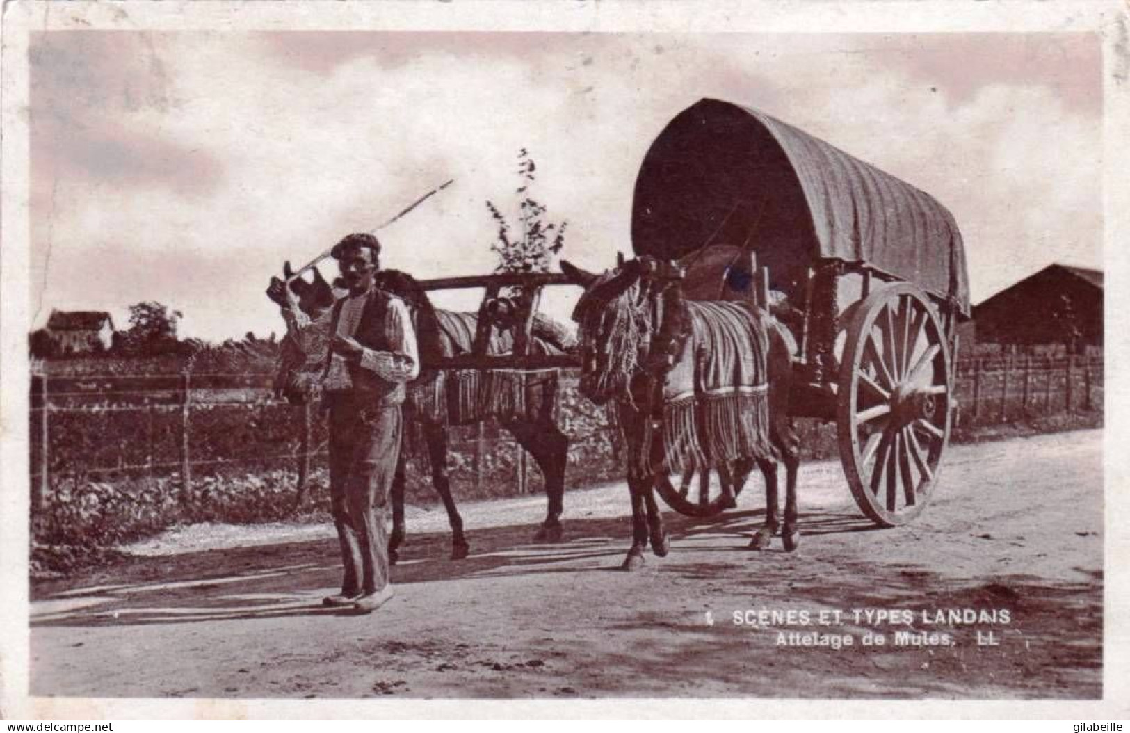 AQUITAINE -  scenes et types Landais -  attelage de mules