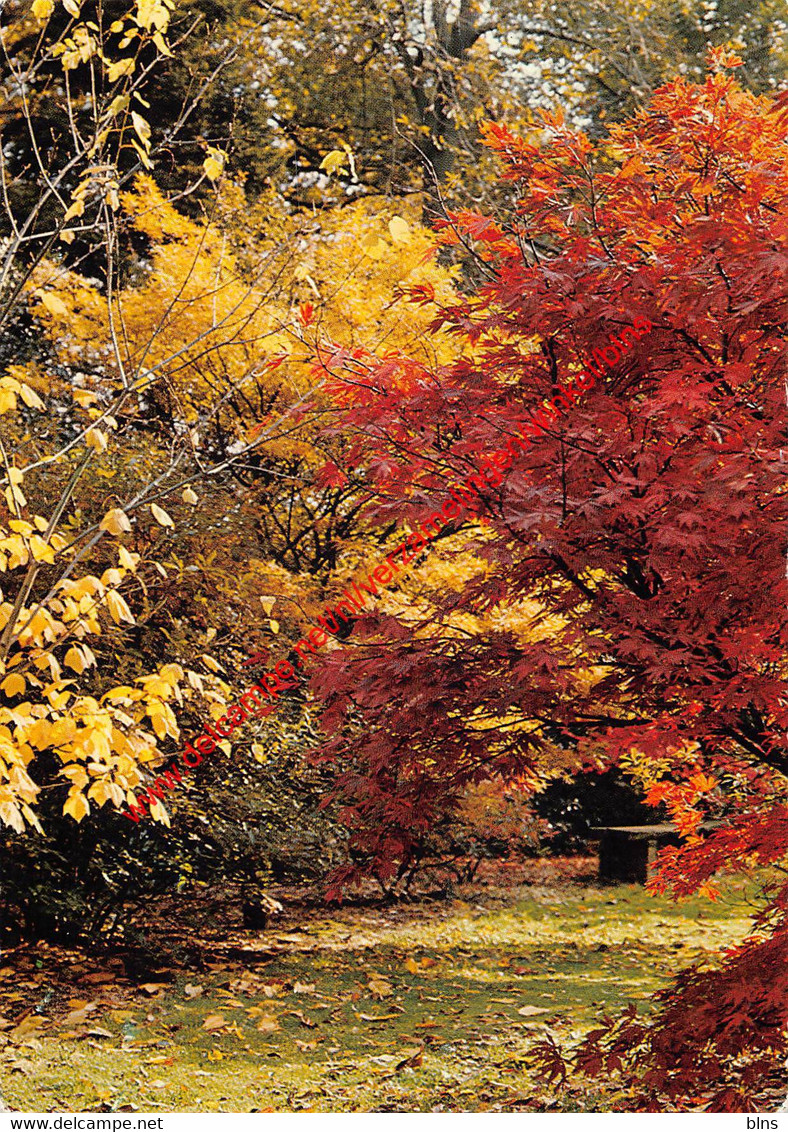 Arboretum Acer Pensylvanicum - Kalmthout