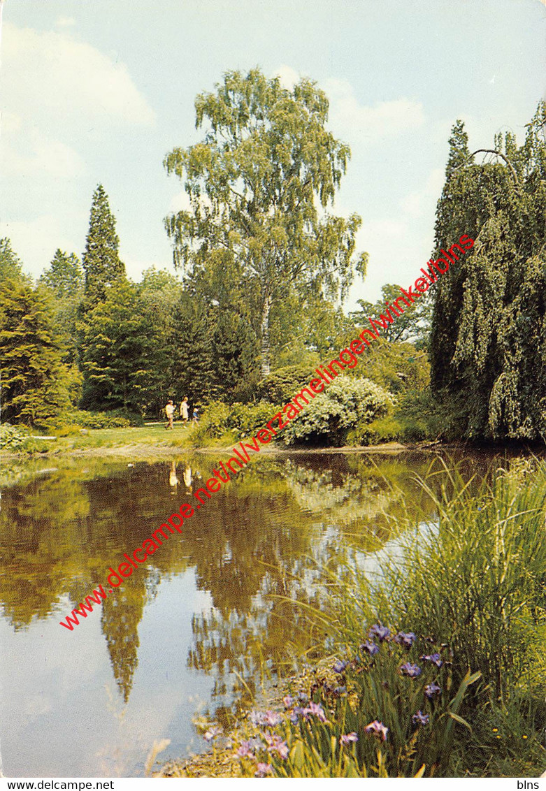 Arboretum - betula verucosa Dalecarlica - Kalmthout