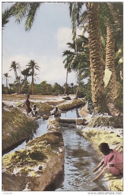 Algérie - Oasis - Eau - Ouargla