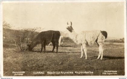 Argentina - Andlana LLamas