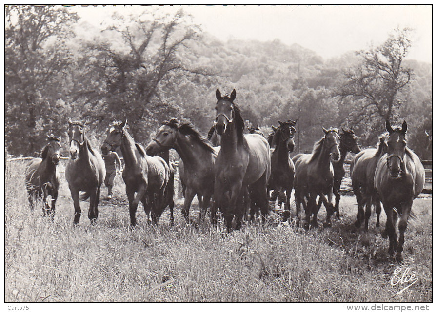 Arnac Pompadour 19 - Chevaux du Haras - Poulains de Chignac