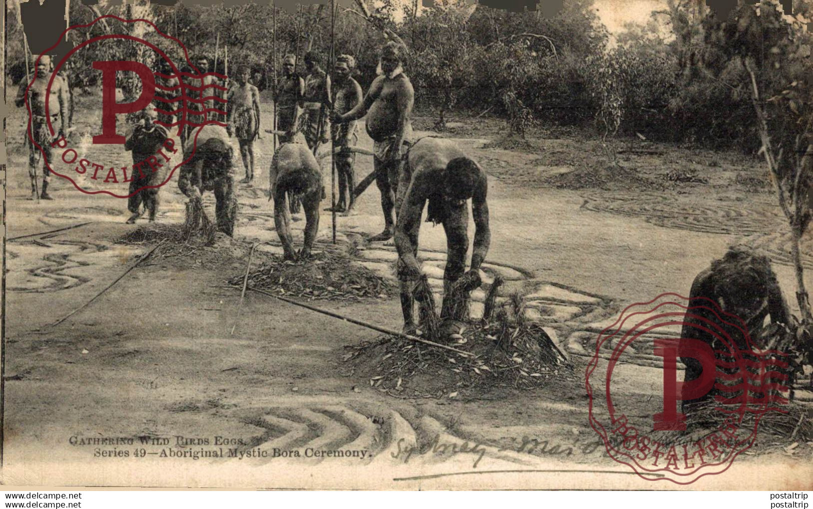 AUSTRALIA. GATHERING WILD BIRDS EGGS. ABORIGINAL MYSTIC BORA CEREMONY.