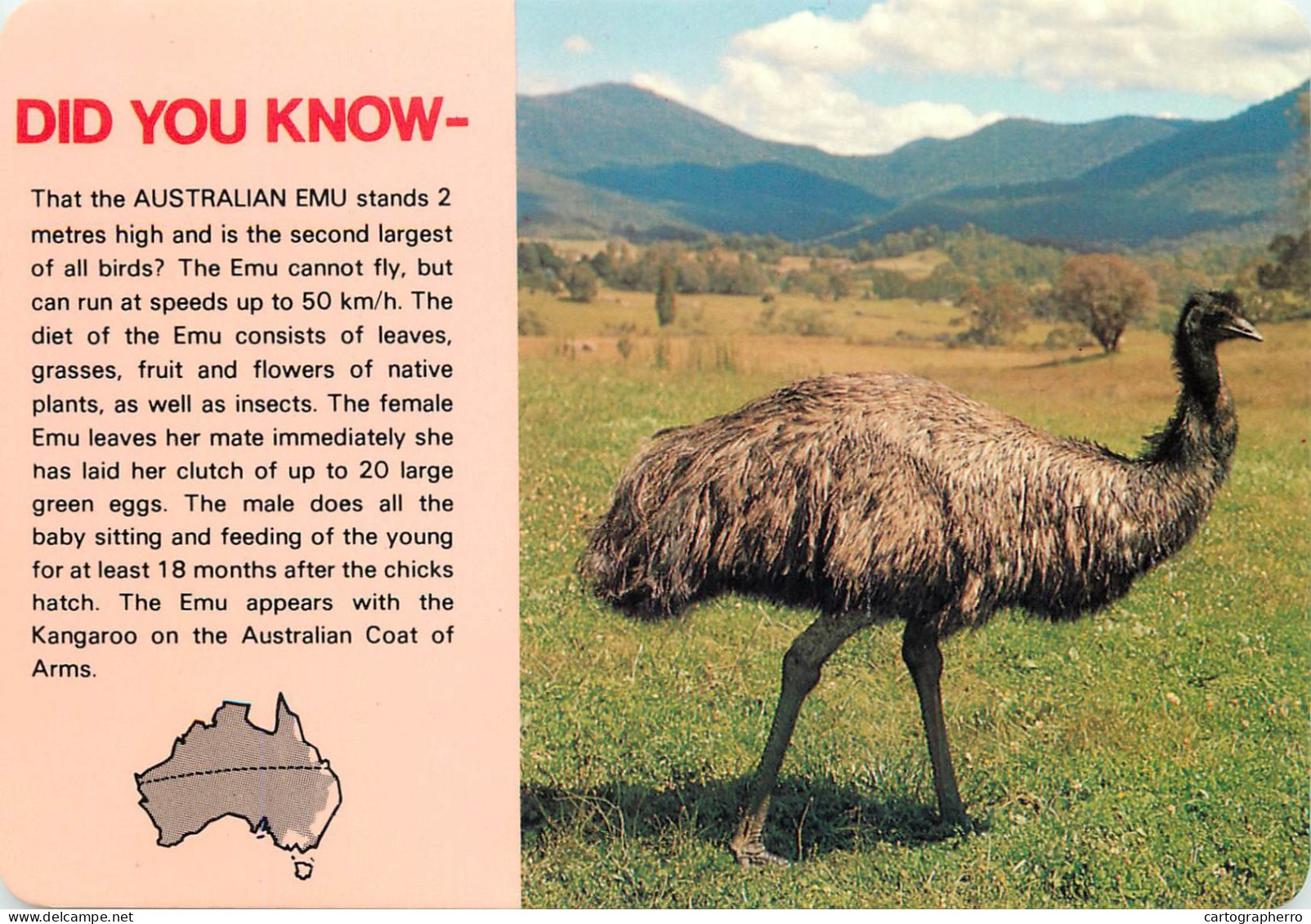 Australia Kakadu National Park australian Emu