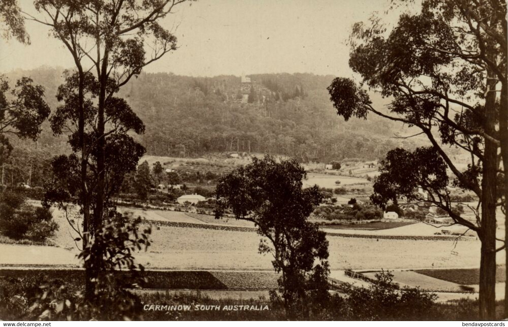 australia, SA, CARMINOW, Panorama, RPPC Postcard