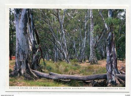 AK 06561 AUSTRALIA -  South Australia - Flinders Range - Redgum-Bäume