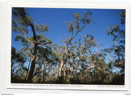 AK 131503 AUSTRALIA - Victoria - Urwald bei Lake Wartook in den Grampians