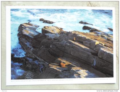 Australia  -Neuseeländische Pelzrobben auf  Kangaroo Island  -S.A.   - German  Postcard    D120982