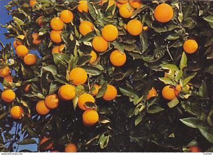 AK 215239 AUSTRALIA - Mildura - sun-ripened oranges