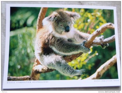 Australia -KOALA  Koalabär - Symboltier Australiens    German Postcard  Photo Christian Heeb    D120896