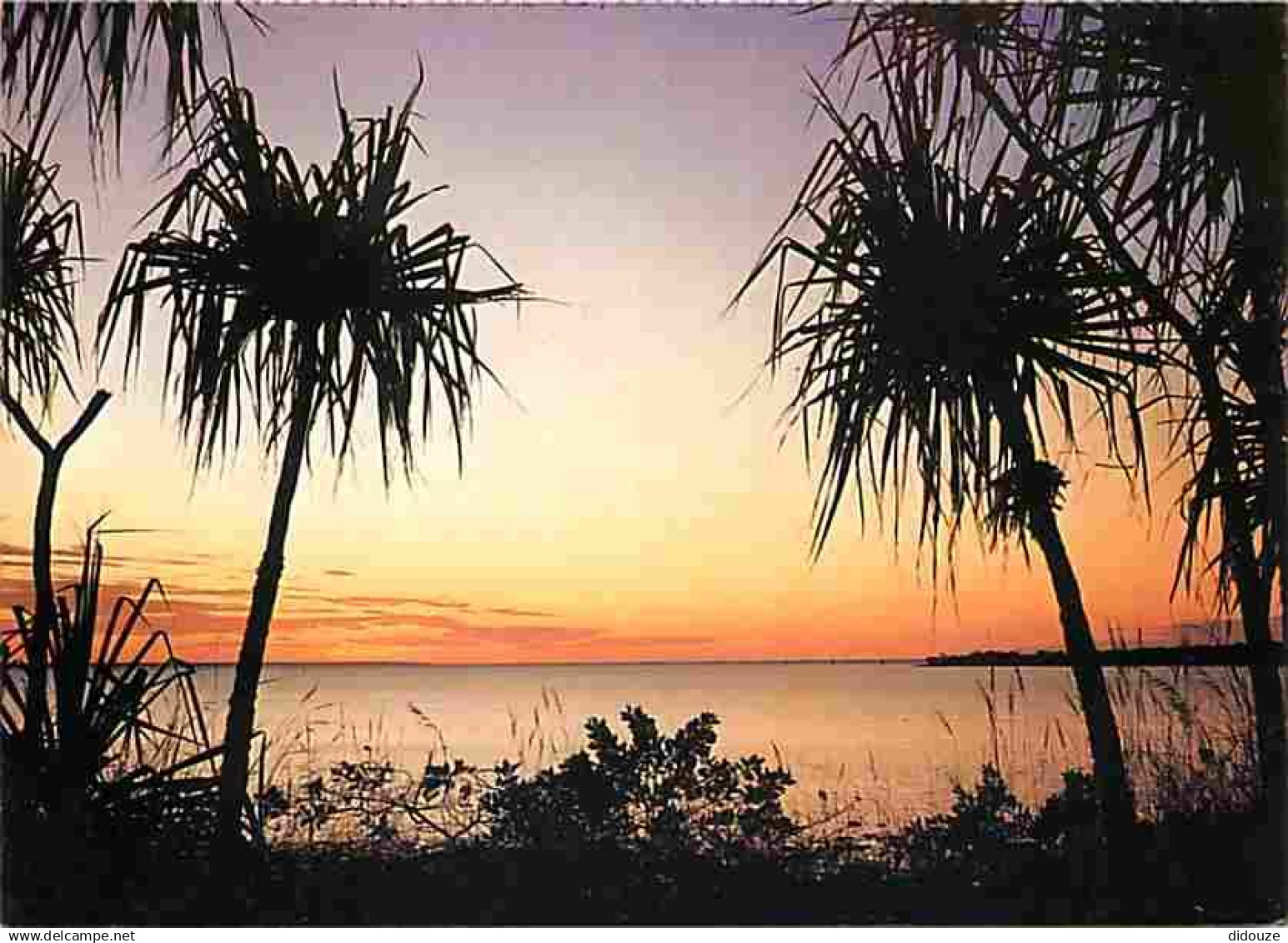 Australie - Darwin - Sunset over Fannie Bay with Pandanus palms framing the tropic waters - CPM - Voir Scans Recto-Verso