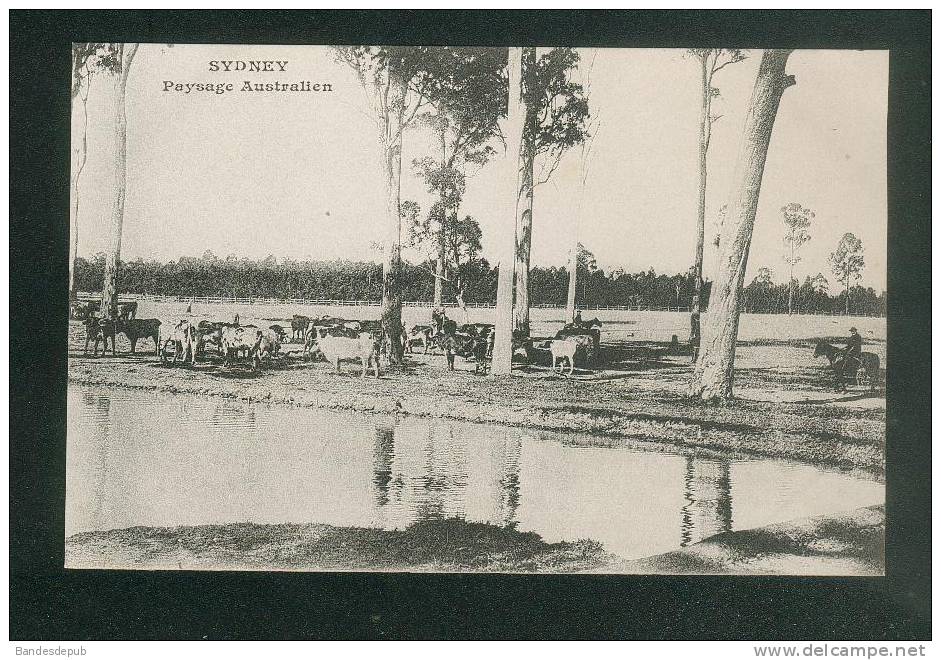 Australie - Sidney - Paysage australien ( Ed. Messageries Maritimes dos précurseur )