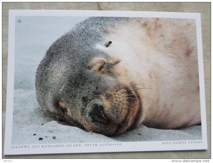 Australia -Seelöwe auf Kangaroo Island SA - Seal - Sea Lion   German Postcard  Photo Daniel Zupanc    D120899